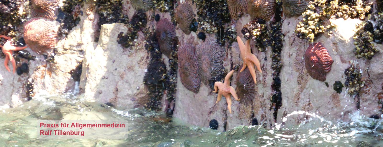 Peru 2016 – 0257 Islas BallestasA2